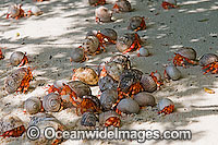 An unusual aggregation of Red Hermit Crabs (Coenobita perlata). Cocos (Keeling) Islands, Indian Ocean, Australia