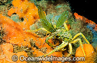 Spider Crab (Naxia aurita) - with sea algae attached to its carapace to provide camouflage from predators. Found on reefs from Houtman Abrolhos, WA, to Vic, including Tas, Australia