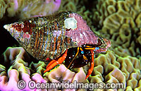 Hermit Crab (Calcinus morgani). Found throughout the Indo-Pacific. Photo taken Lembeh Strait, Sulawesi, Indonesia