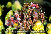 Hermit Crab (Dardanus lagopodes. Found throughout the Indo-Pacific. Photo taken Lembeh Strait, Sulawesi, Indonesia