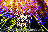 Zebra Urchin Crab (Zebrida adamsii) - on Fire Uchin (Asthenosoma varium). Found throughout the Indo-Pacific. Photo taken Lembeh Strait, Sulawesi, Indonesia