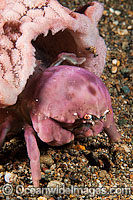 Sponge Crab (Dromidiopsis sp.), living with its sponge 
