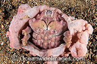 Sponge Crab (Dromidiopsis sp.), living with its sponge 