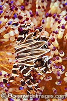 Zebra Urchin Crab (Zebrida adamsii) - on Fire Uchin (Asthenosoma varium). Found throughout the Indo-Pacific. Photo taken off Anilao, Philippines. Within the Coral Triangle.