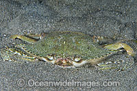 Swimmer Crab (uncertain species), resting in sand. Found throughout the Indo-West Pacific. Photo taken off Anilao, Philippines. Within the Coral Triangle.