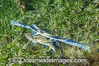 Blue Swimmer Crab (Portunus pelagicus), male mating with female. Also known as Blue Manna Crab. This specie is highly sought after by Commercial fishery. Photo taken at Edithburgh, York Peninsula, South Australia, Australia.