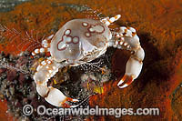 Pebble Crab (possibly: Leucosia sp.) Photo was taken at Milne Bay, Papua New Guinea. Within the Coral Triangle.