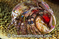 Hermit Crab (Dardanus lagopodes), carrying its eggs and living in an empty sea shell. Found throughout the Indo-Pacific, including the Great Barrier Reef, Australia