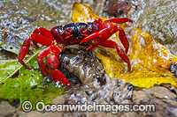 Christmas Island Red Crab (Gecarcoidea natalis). This land crab is endemic to Christmas Island and the Cocos (Keeling) Islands, Indian Ocean, Australia. Photo taken on Christmas Island.