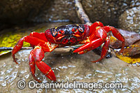 Christmas Island Red Crab (Gecarcoidea natalis). This land crab is endemic to Christmas Island and the Cocos (Keeling) Islands, Indian Ocean, Australia. Photo taken on Christmas Island.
