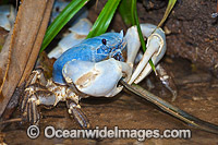 Blue Crab (Discoplax hirtipes). This land crab is common on Christmas Island, usually seen in close proximity of fresh water springs and mud patches. Photo taken Christmas Island, Indian Ocean, Australia.