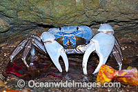 Blue Crab (Discoplax hirtipes). This land crab is common on Christmas Island, usually seen in close proximity of fresh water springs and mud patches. Photo taken Christmas Island, Indian Ocean, Australia.