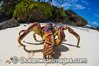Robber Crab or Coconut Crab (Birgus latro). A species of terrestrial Hermit Crab found throughout the Indian and Pacific Ocean, becoming rare. Photo taken on Christmas Island, Indian Ocean, Australia, where very common.