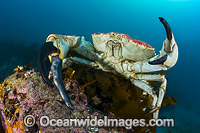 Giant Crab (Pseudocarcinus gigas), male. Also known as King Crab. A deep water species collected near the Continental Shelf by commercial fishers. Photo was taken in Tasmania, Australia.