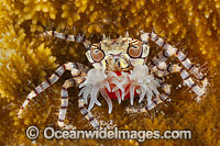Boxer Crab (Lybia tessellata), female with eggs. Note: stinging Sea Anemones held in claws for use as defence. Found throughout the Indo Pacific. Within the Coral Triangle.