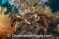Reef Crab (Plagusia chabrus), resting beneath Rye Pier. Mornington Peninsula, Port Phillip Bay, Victoria, Australia.