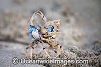 Soldier Crabs (Mictyris longicarpus), two adult males size each other off during a territorial dispute. Sapphire Coast, New South wales, Australia.