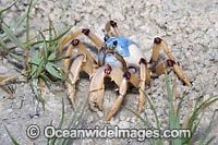 Soldier Crab (Mictyris longicarpus). Sapphire Coast, New South wales, Australia.