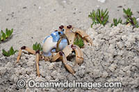 Soldier Crab (Mictyris longicarpus) SEQUENCE 1 (a). Sapphire Coast, New South wales, Australia.
