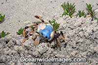 Soldier Crab (Mictyris longicarpus) SEQUENCE 1 (c). Sapphire Coast, New South wales, Australia.