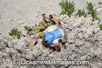 Soldier Crab (Mictyris longicarpus) SEQUENCE 1 (d). Sapphire Coast, New South wales, Australia.