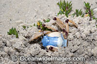 Soldier Crab (Mictyris longicarpus) SEQUENCE 1 (e). Sapphire Coast, New South wales, Australia.