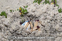 Soldier Crab (Mictyris longicarpus) SEQUENCE 1 (g). Sapphire Coast, New South wales, Australia.
