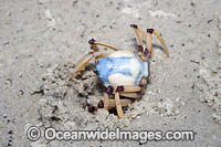 Soldier Crab (Mictyris longicarpus). Sapphire Coast, New South wales, Australia. SEQUENCE 2 (b)