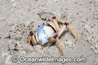 Soldier Crab (Mictyris longicarpus). Sapphire Coast, New South wales, Australia. SEQUENCE 2 (c)