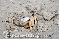 Soldier Crab (Mictyris longicarpus). Sapphire Coast, New South wales, Australia. SEQUENCE 2 (d)