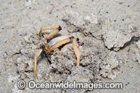 Soldier Crab (Mictyris longicarpus). Sapphire Coast, New South wales, Australia. SEQUENCE 2 (e)