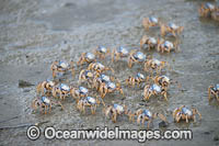 Soldier Crabs (Mictyris longicarpus). Sapphire Coast, New South wales, Australia.
