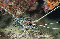 Painted Crayfish (Panulirus versicolor). Also known as Painted Spiny Lobster. Found throughout the Indo-Pacific. Photo taken off Anilao, Philippines. Within the Coral Triangle.