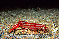 Candy-stripe Pistol Shrimp (Alpheus astrinx) - with eggs. Also known as Snapping Shrimp. York Peninsula, South Australia