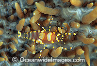 Commensal Shrimp (Pliopontonia furtiva) on Corallimorph (Amplexidiscus fenestrafer). Bali, Indonesia