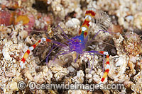 Cleaner Shrimp (Stenopus tenuirostris). Also known as Blue Boxer Shrimp. Found throughout the Indo-West Pacific. Photo taken off Anilao, Philippines. Within Coral Triangle.