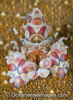 Harlequin Shrimp (Hymenocera picta), on a Sea Star. Found throughout the Indo-Pacific, including the Great Barrier Reef, Australia.