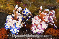 Harlequin Shrimp (Hymenocera picta), showing two different coloured phase individuals feeding on a sea star. Found throughout Indo-Pacific. Photo taken at Tulamben, Bali, Indonesia. Within Coral Triangle.