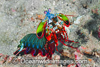 Mantis Shrimp (Odontodactylus scyallarus). Found on sand and rubble throughout the Indo Pacific, including the Great Barrier Reef, Australia.