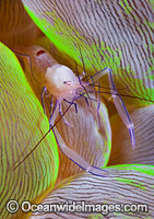 Commensal Shrimp (Vir philippinensis), resting on Bubble Coral (Plerogyra sinuosa). Found throughout the Indo-West Pacific, including the Great Barrier Reef, Australia. Photo taken off Anilao, Philippines. Within the Coral Triangle.