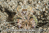 Mantis Shrimp (possibly: Lysiosquillina maculata). Photographed off Anilao, Philippines. Within the Coral Triangle.