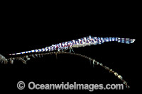 Barred Arrow-shrimp (Tozeuma armatum), on Black Coral and carrying its eggs on the underside of body. Found throughout the Indo-Pacific. Photo taken off Anilao, Philippines. Within the Coral Triangle.
