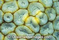 Faviid Coral (Faviidae sp.) detail. Great Barrier Reef, Queensland, Australia