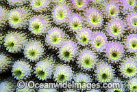 Acroporid Coral (Astreopora myriophthalma) detail. Great Barrier Reef, Queensland, Australia