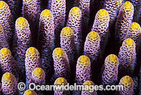 Acropora Coral (Acropora millepora) detail. Great Barrier Reef, Queensland, Australia