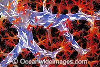 Soft Coral Images