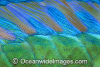 Parrotfish (Scarus frenatus) - dorsal fin and scale detail. Night Colour. Indo-Pacific