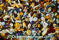 Seashore seashells and pebble rubble. Coastal New South Wales, Australia