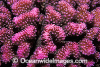 Cauliflower Coral (Pocillopora meandrina) detail. Great Barrier Reef, Queensland, Australia
