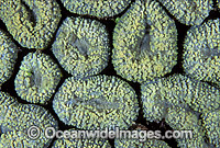 Mussid Coral (Lobophyllia sp.) detail. Great Barrier Reef, Queensland, Australia